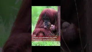 Mom Orangutan cradles her newborn #short #shortvideo #firstshortvideo #youtubeshort