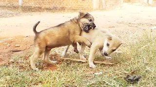 Two brothers will be the power dog king || # 2245 Nature Show