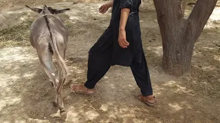 Donkey | donkey kick a man | donkey funny Videos @Upanimal