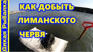 Как и где копать нереиса? Как самому добыть лиманского червя? Дикая рыбалка на пеленгаса!