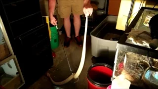 BIG Albino Western Diamondback being handled.