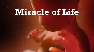 "Miracle Of Life" - 360 Video