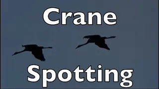 Crane Spotting