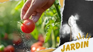 Comment Protéger vos Tomates des Maladies avec du Bicarbonate de Soude