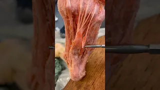 Real Human Foot Muscles!