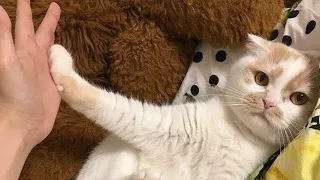 😂 Funniest Cats and Dogs Videos 😺🐶 || 🥰😹 Hilarious Animal Compilation №165