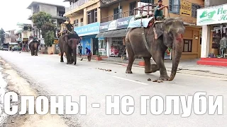 Что делают слоны на улицах?