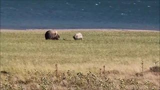 Grizzly Bears of Glacier National Park