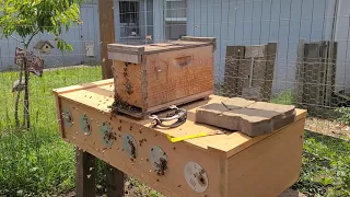 Beekeeping Inspection June 14, 2020