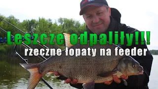 🎦Leszcze odpaliły  🐟 rzeczne łopaty na feeder 🎣