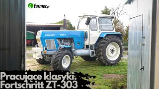 Pracujące klasyki. Fortschritt ZT-303 | Farmer.pl