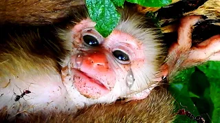 Oh God Million Tea!... Cute  Monkey... l What Happened Baby ? l Nice Clip Baby Monkey l Cute Monkey