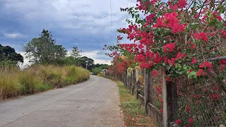 16,665 SQM Farm in Castillejos, Zambalea for Sale