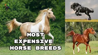 Most Expensive Horse Breeds In The World