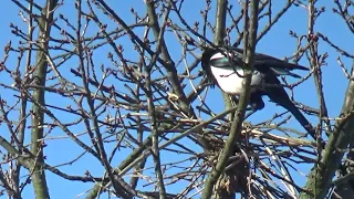 Building a Magpie Nest - Day 1