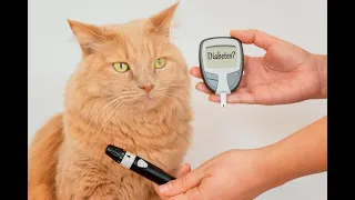 Симптомы и лечение сахарного диабета у кошек и собак