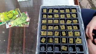 Uprawa sałaty w hydroponice #2 Przygotowanie rozsady