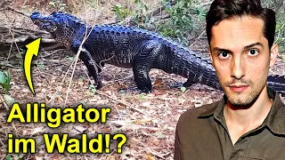 Was macht ein Alligator mitten im Wald!? Biologe reagiert