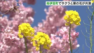 南伊豆町でサクラと菜の花が共演