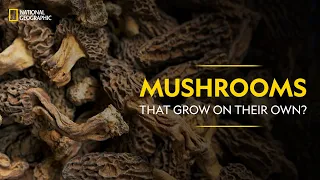 Mushrooms That Grow On Their Own? | It Happens Only in India | National Geographic