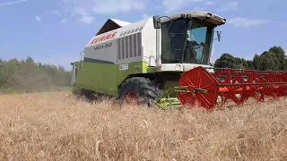 Claas Mega 350 , C 510 w słabym pszenżycie żniwa 2020