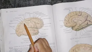 Cerebrum, cerebral hemispheres part 1, neuroanatomy, lobes and Main sulcus of cerebral hemisphere