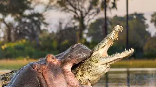 Extreme Fights Hippo vs Crocodile, Wild Animals Attack