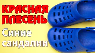 Красная Плесень - Синие сандалии | Лучшие песни