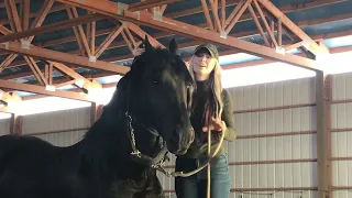 Grooming a Friesian stallion
