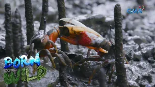 Born to be Wild: The ‘jewels’ of the mangrove forest