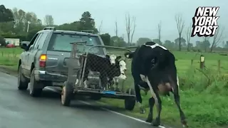 Desperate cow chases after her calves on their way to slaughter | New York Post