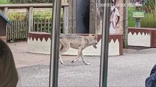 Unpacking how a wolf escaped its enclosure at the Cleveland Metroparks Zoo