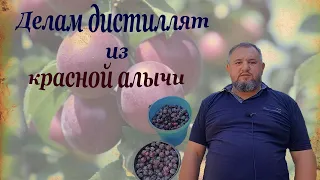 Делаем дистиллят из красной алычи.