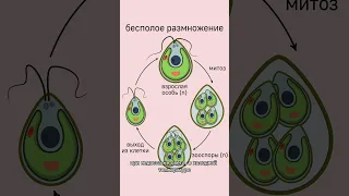 #биология жизненный цикл одноклеточной зелёной водоросли - хламидомонады #ботаника #егэ