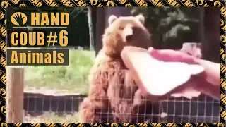 🍵 COUB HAND #6 / The BEST Animals funny moments 2020