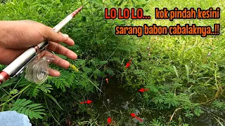 TEMPURAN KECIL DI SEMAK-SEMAK JADI SARANG BABON CABLAK‼️mancing ikan red devil NAHOL MANIA