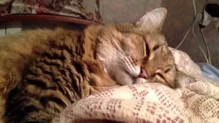 Кот дергается во сне