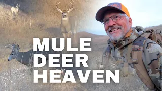 Mule Deer Bucks EVERYWHERE on the Rut (DIY Hunt In South Dakota)
