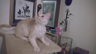 Sphynx Maine Coon Cross-Breed