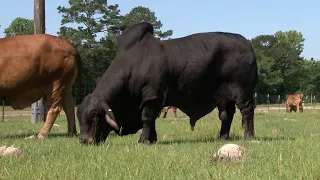 Brahman negro, Brahman Rojo  Casaray Ranch  Texas - Campo - Mundo del Campo