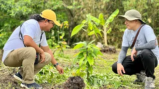 Government failure sa Cacao, farmers, pinagpuputol mga tanim. Ngayon may buyer walang mabili?