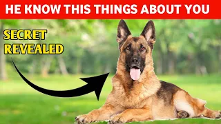 5 shocking Things Your German Shepherd Know About You : gsd puppy