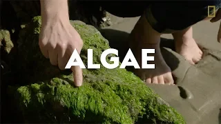 Definitions in the Field: Algae