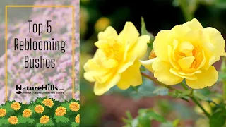 Top 5 Reblooming Shrub Varieties | NatureHills.com