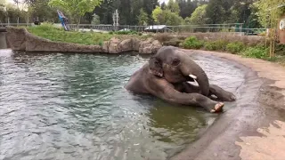 Meet Asian Elephant Samudra