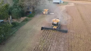 2 claas combines harvesting  soybeans. Soybean harvest 2019