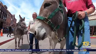 92nd Annual Donkey Derby Days kicks off in Cripple Creek