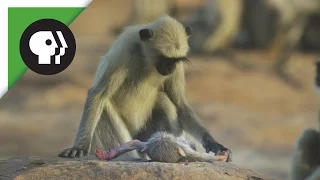 Langurs Mourn Death of 'Spy Monkey'