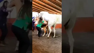 horse meeting horse fucking horse sex