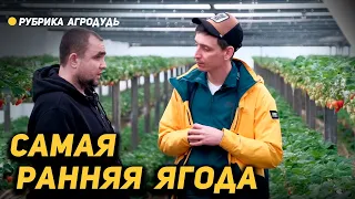 Бесценный опыт агронома - Ранняя клубника под отоплением